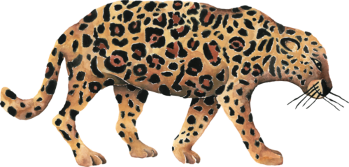 Product Owner - thinks like a jaguar